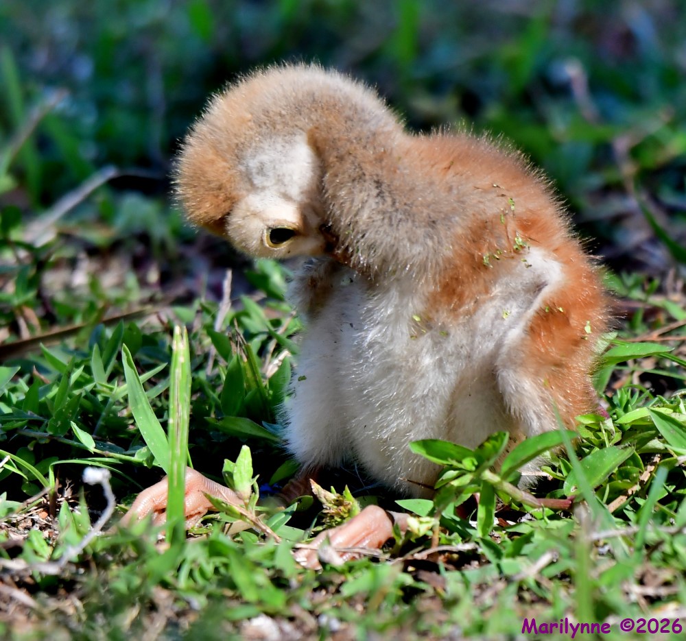 DSC_2980_001.JPG