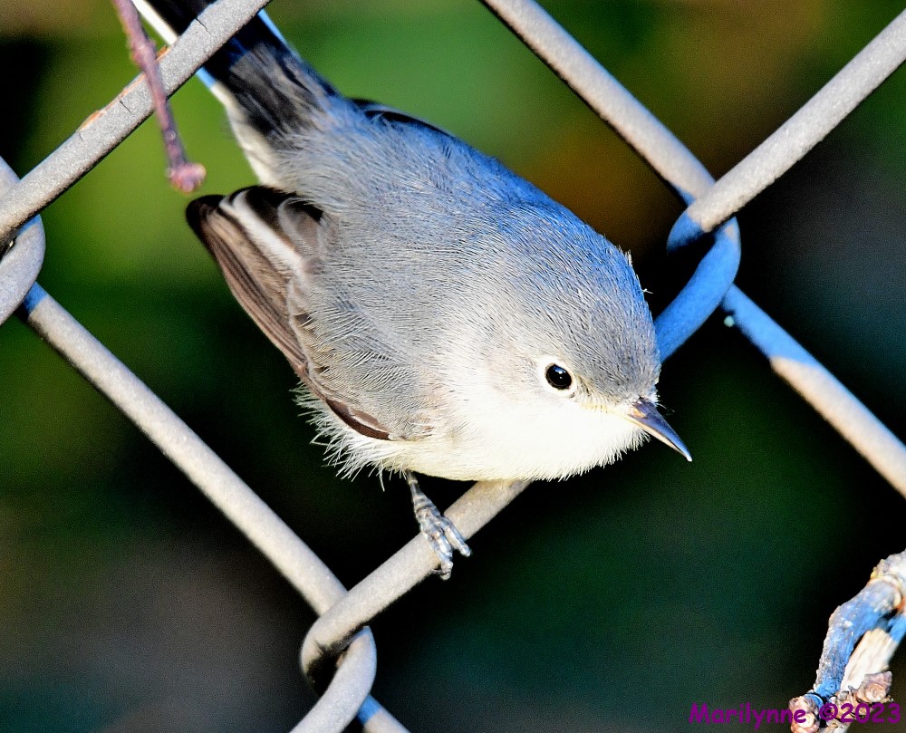 DSC_2981_001.JPG