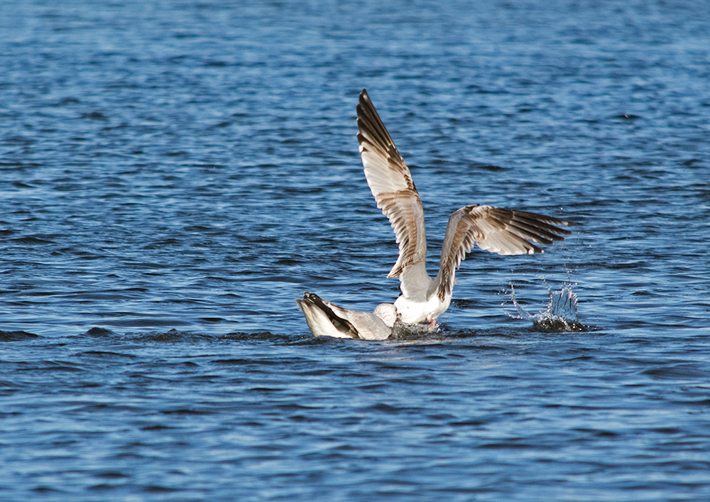 DSC_2982.jpg