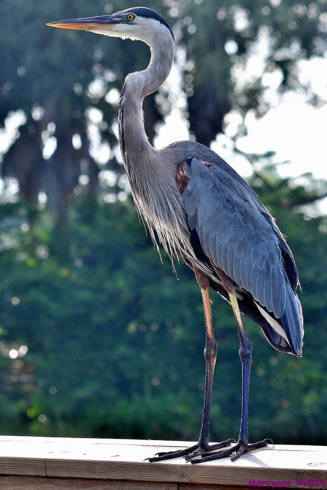 DSC_2982_001.JPG