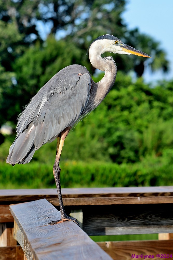 DSC_2983_001.JPG