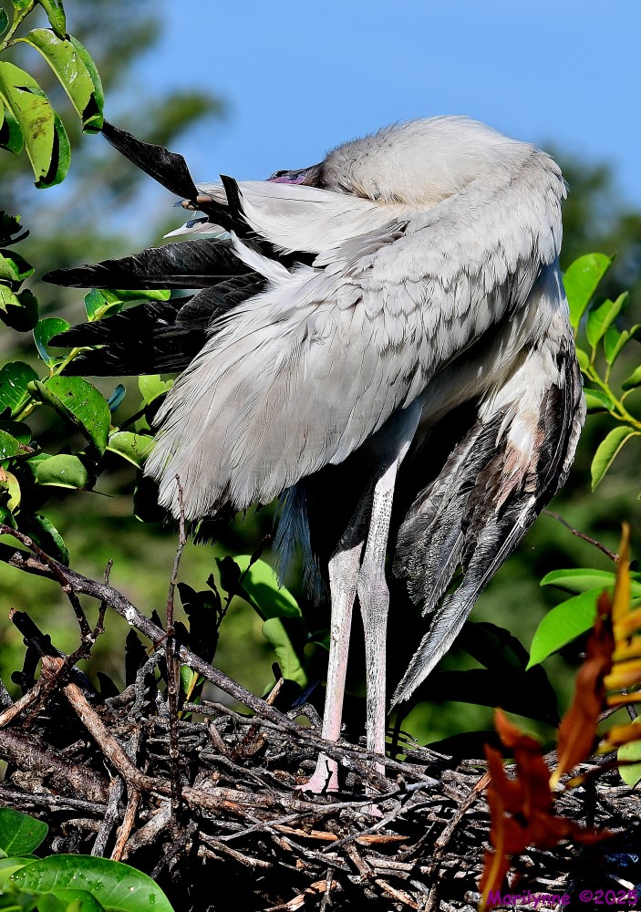 DSC_2985_001.JPG