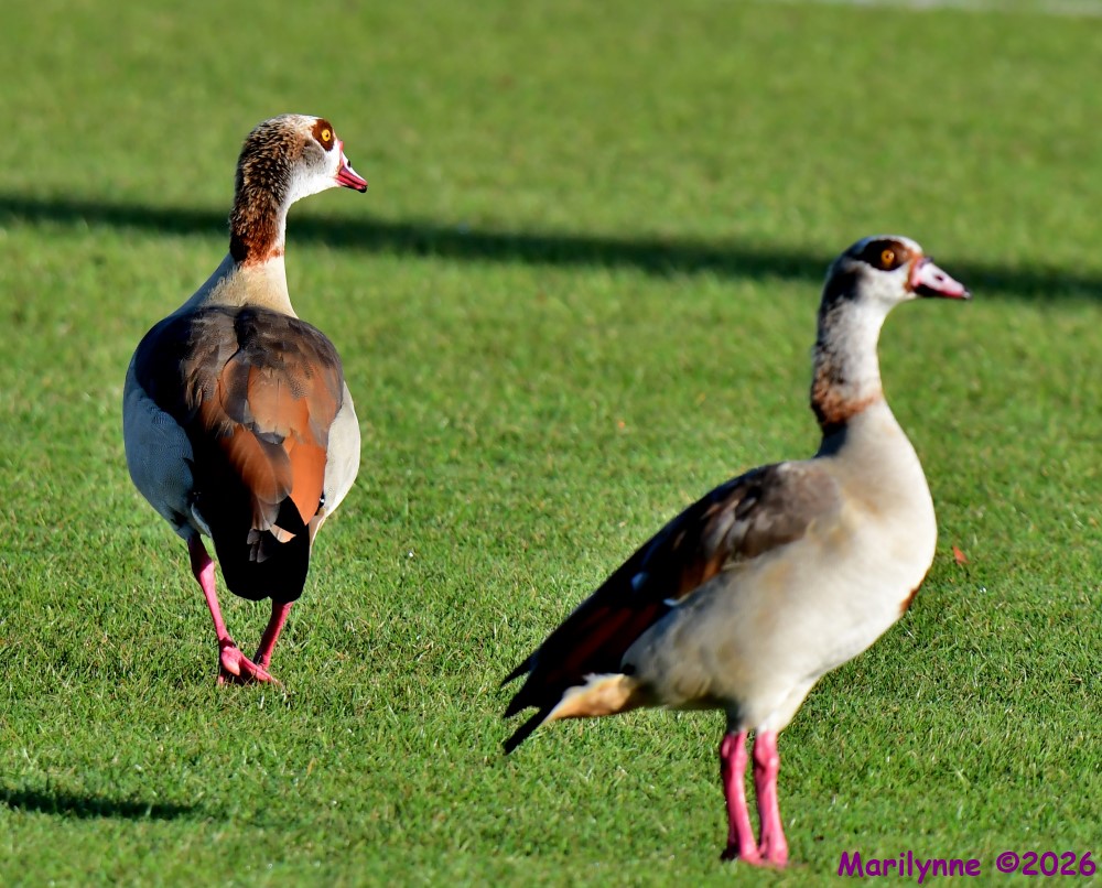 DSC_2985_001.JPG