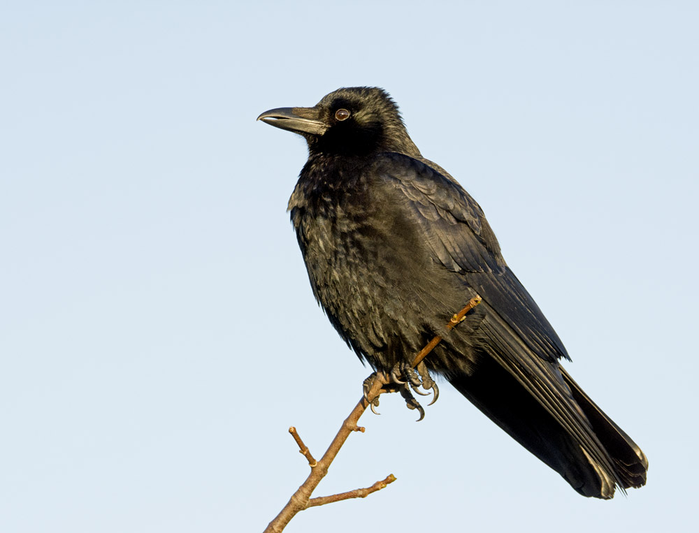 DSC_2986.jpg