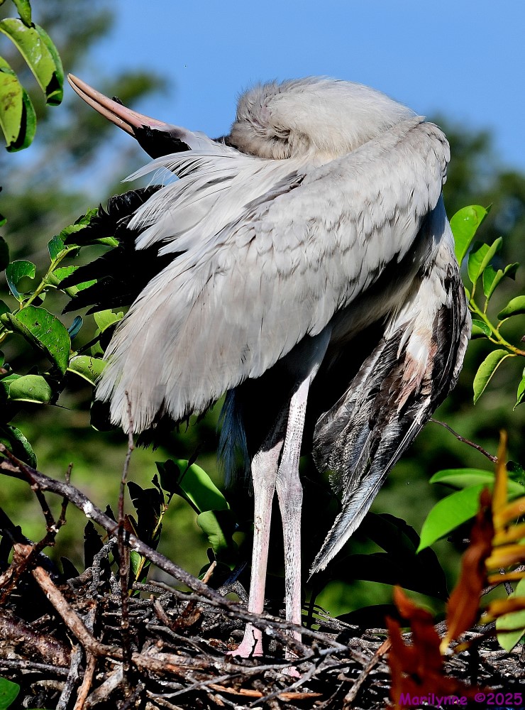 DSC_2986_001.JPG