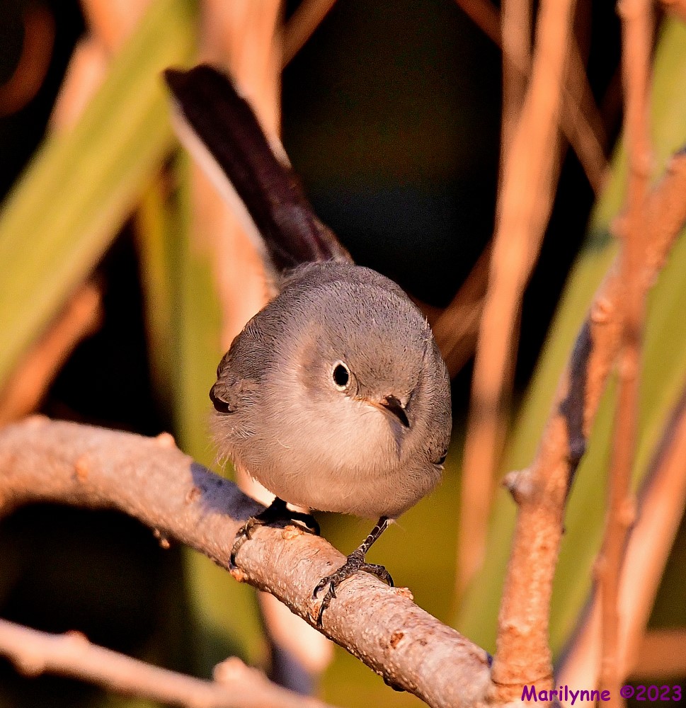 DSC_2987_001.JPG