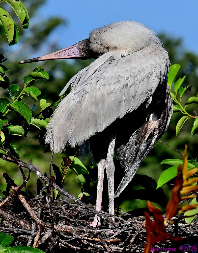 DSC_2988_001.JPG