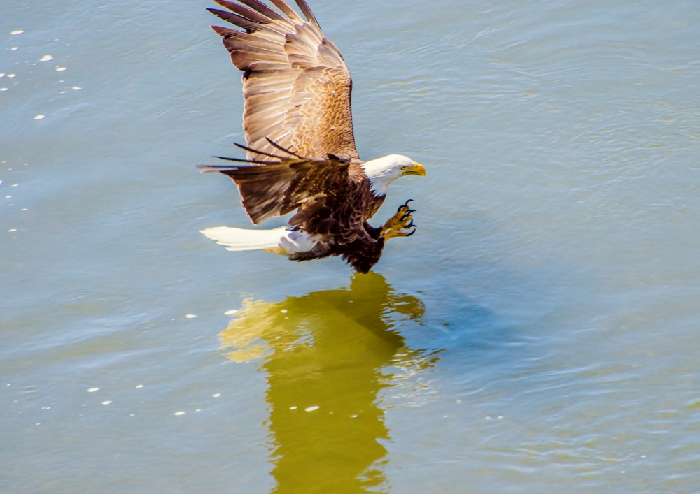 DSC_2989-2 (1000x707).jpg