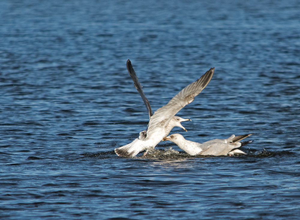 DSC_2990.jpg