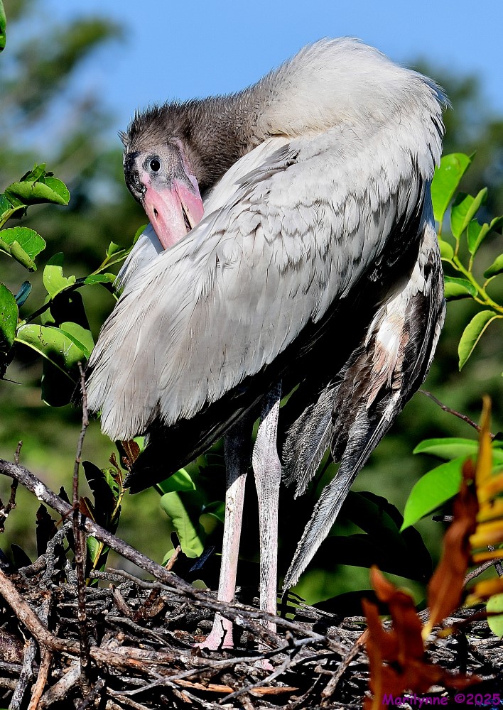 DSC_2990_001.JPG