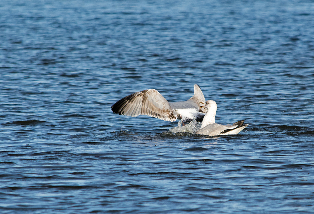 DSC_2991.jpg