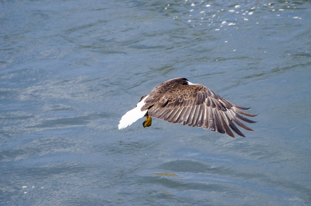 DSC_2992 (1000x662).jpg
