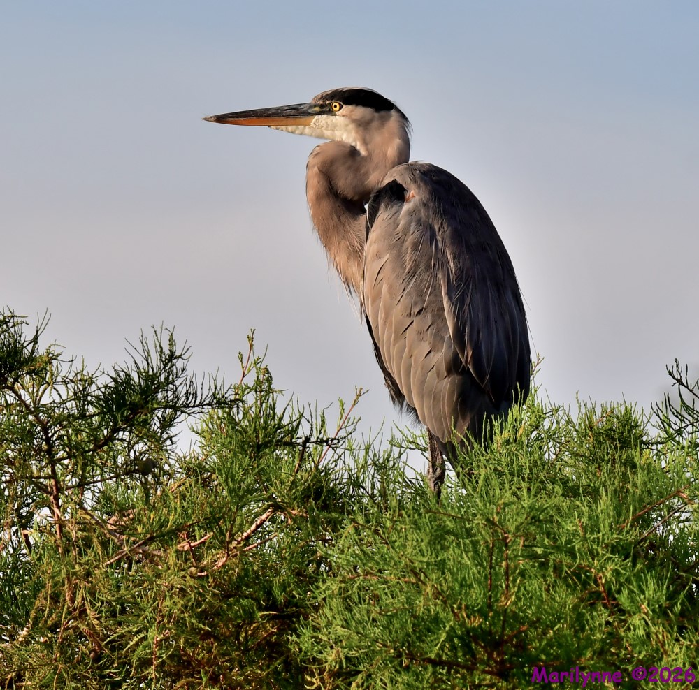 DSC_2993_001.JPG