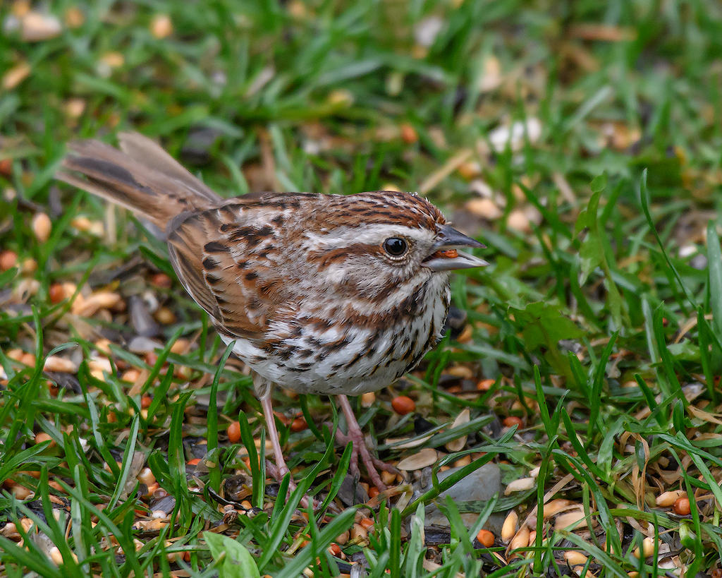 DSC_2998.jpg