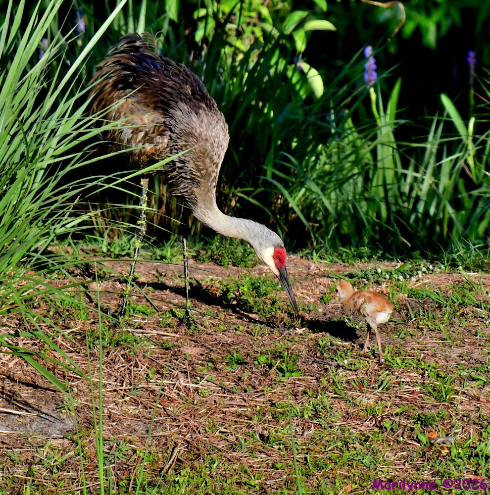 DSC_2998_001.JPG