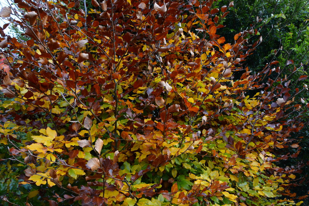 DSC_3000.jpg