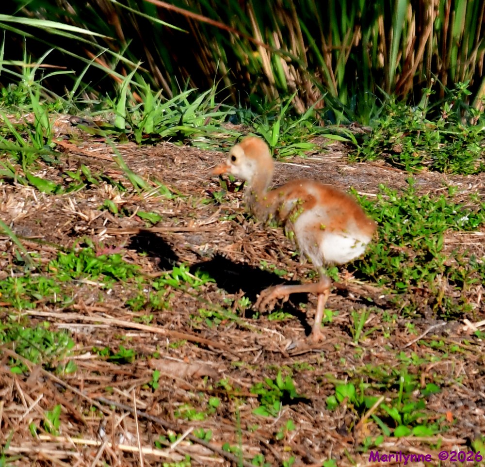 DSC_3000_001.JPG