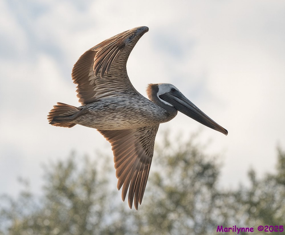 DSC_3002 copy_001.JPG