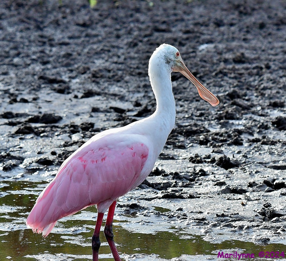 DSC_3005_001.JPG