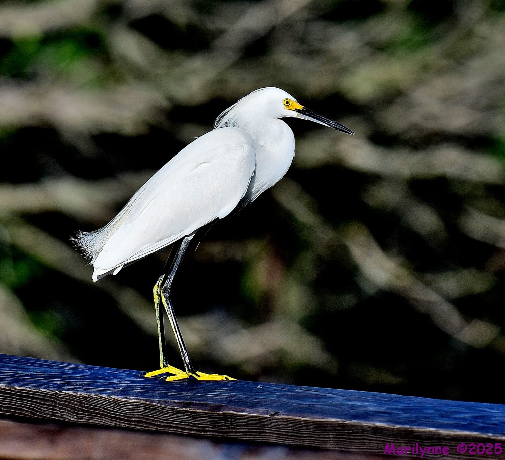 DSC_3007_001.JPG