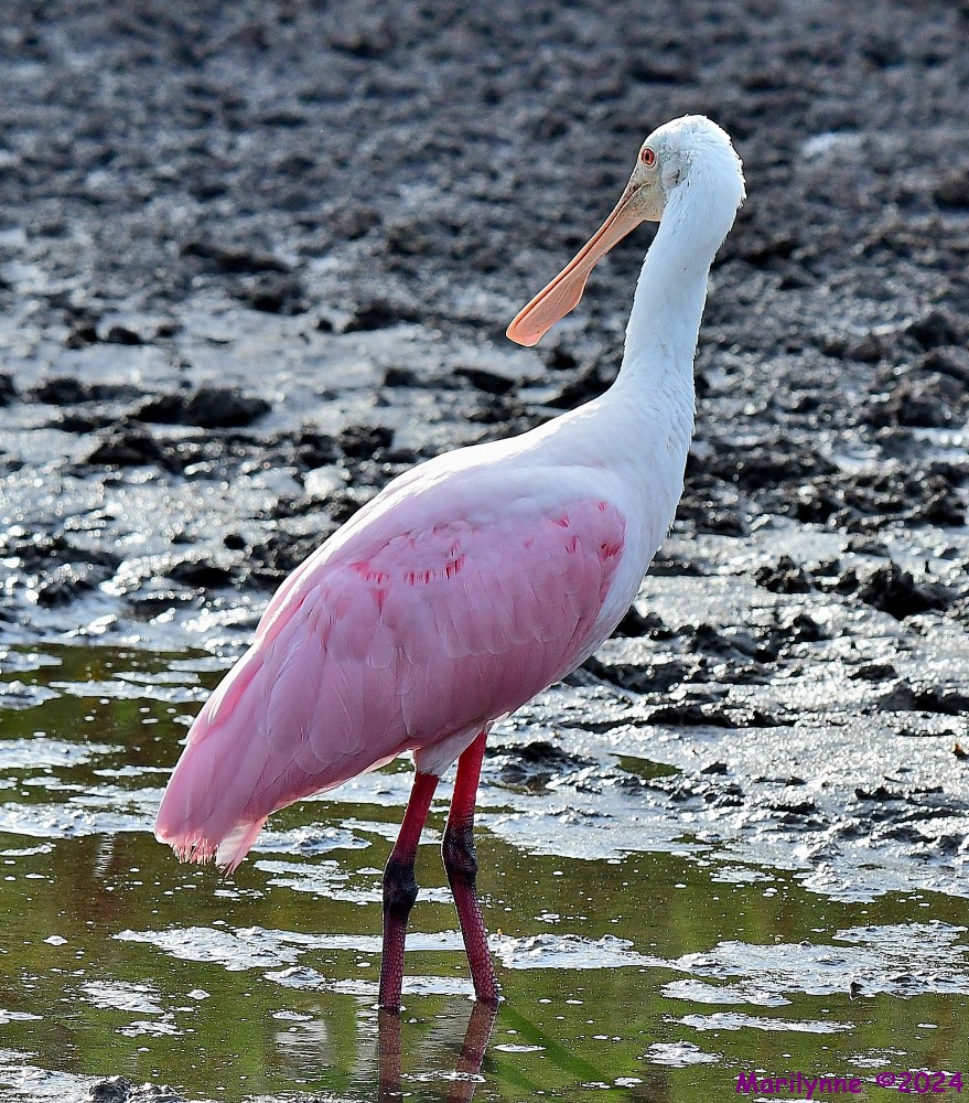 DSC_3008_001.JPG