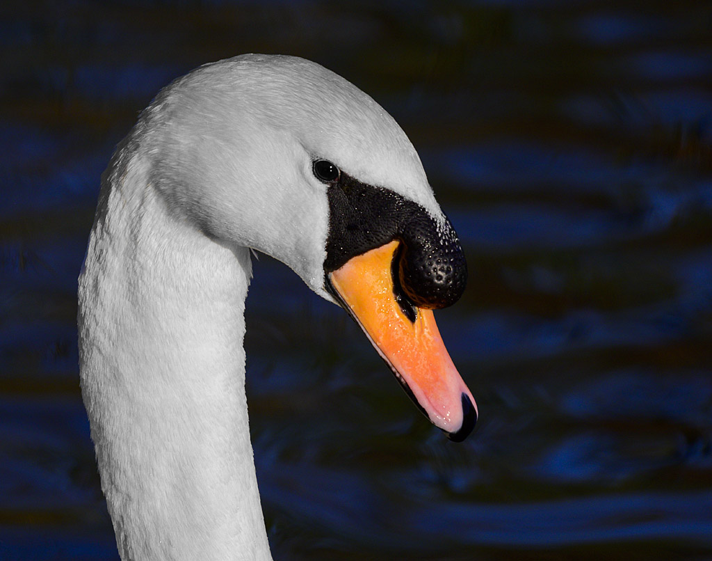 DSC_3014sc.jpg