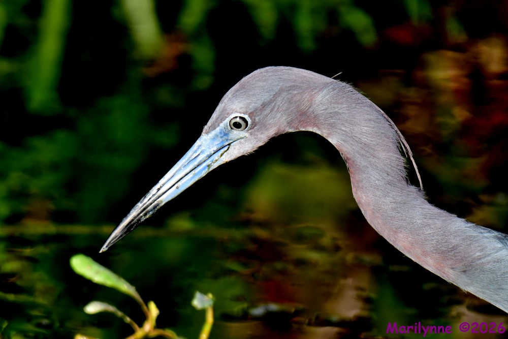 DSC_3016_001.JPG