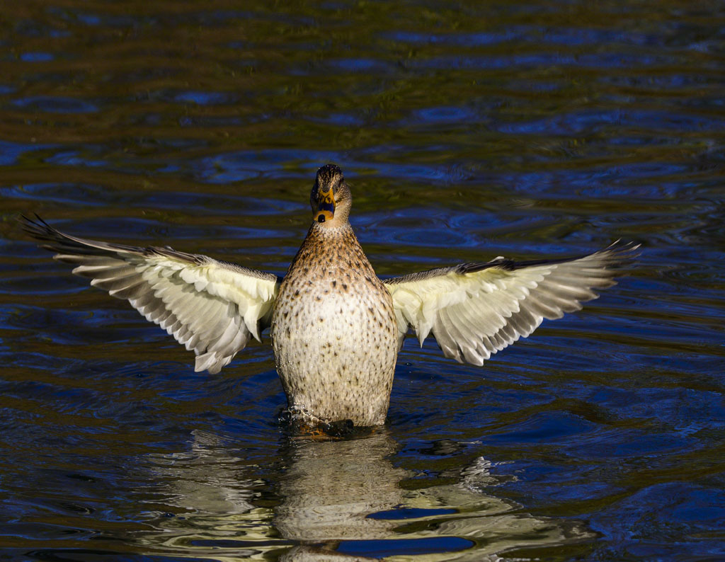 DSC_3017.jpg