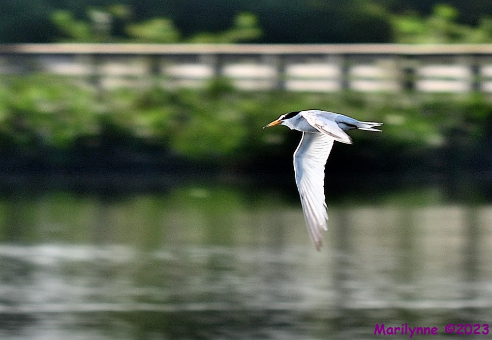 DSC_3017_001.JPG