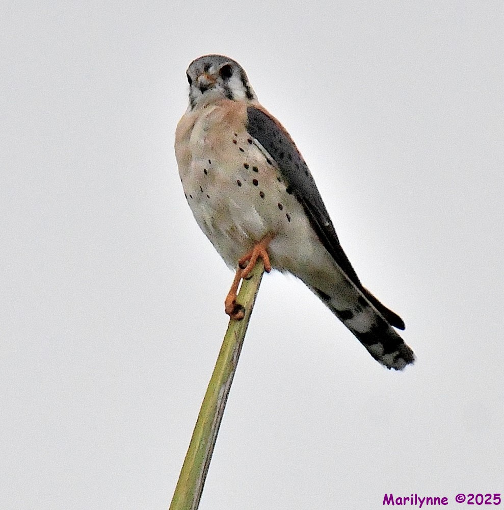 DSC_3018_001.JPG