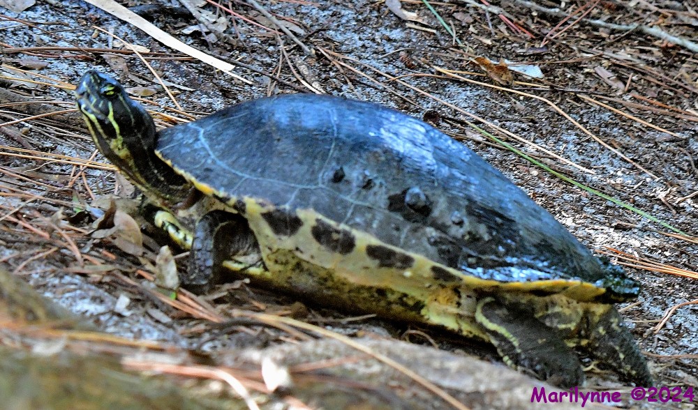 DSC_3019_001.JPG