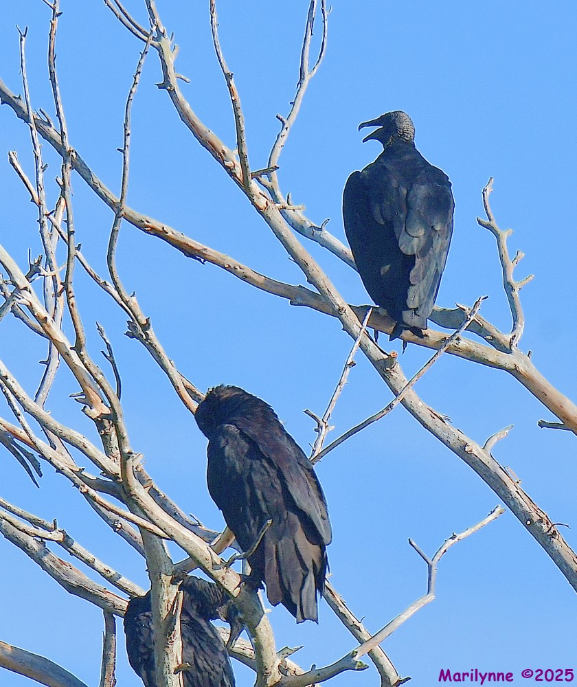 DSC_3019_001.JPG
