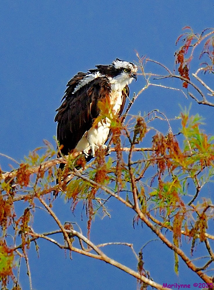 DSC_3024_001.JPG