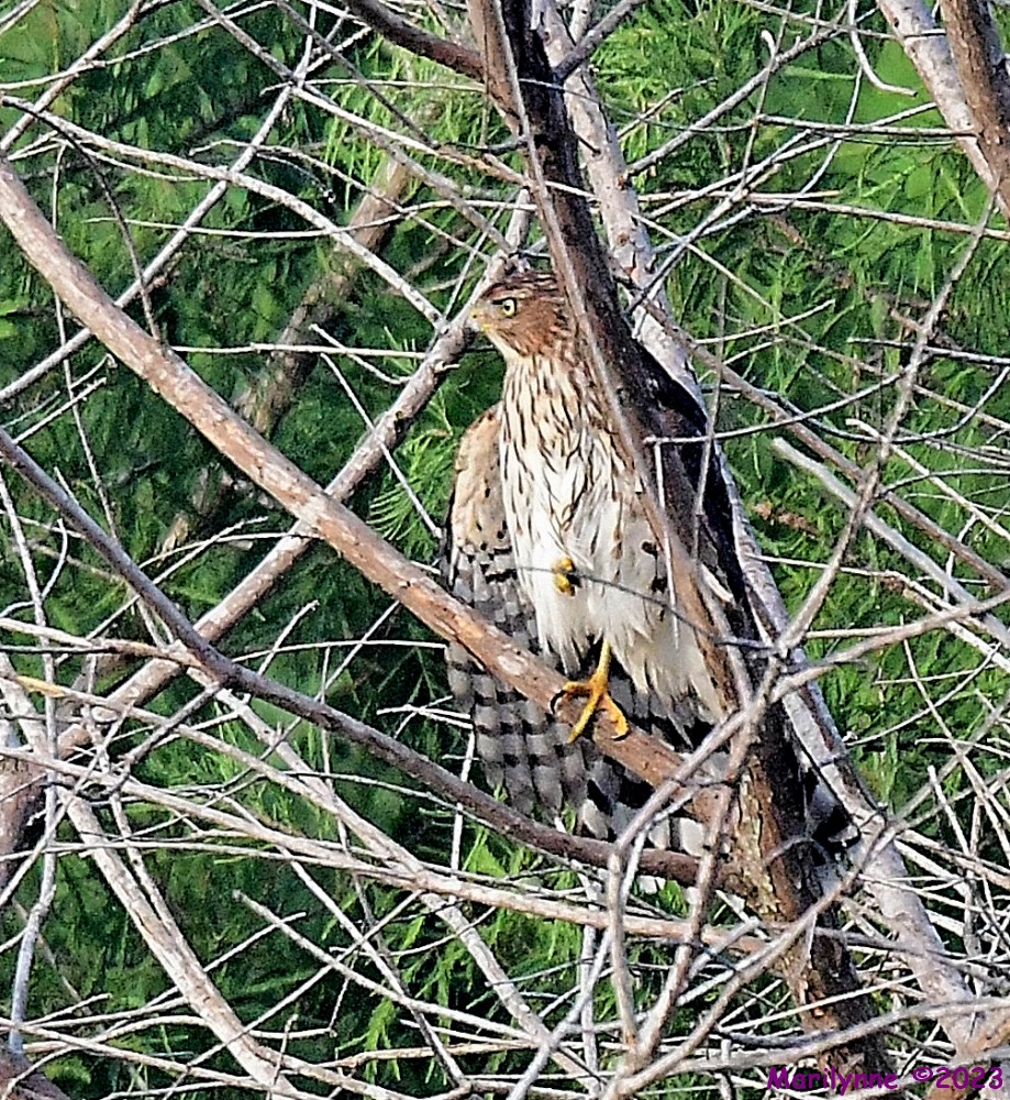 DSC_3027_001.JPG