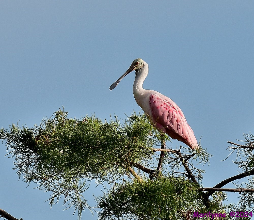 DSC_3028_001.JPG