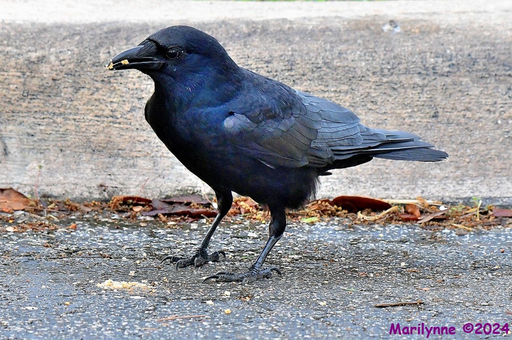 DSC_3030_001.JPG