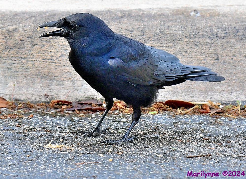 DSC_3031_001.JPG