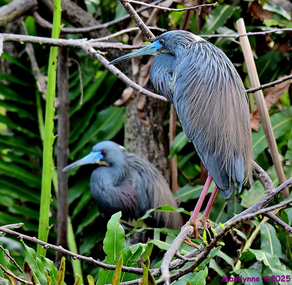 DSC_3031_001.JPG
