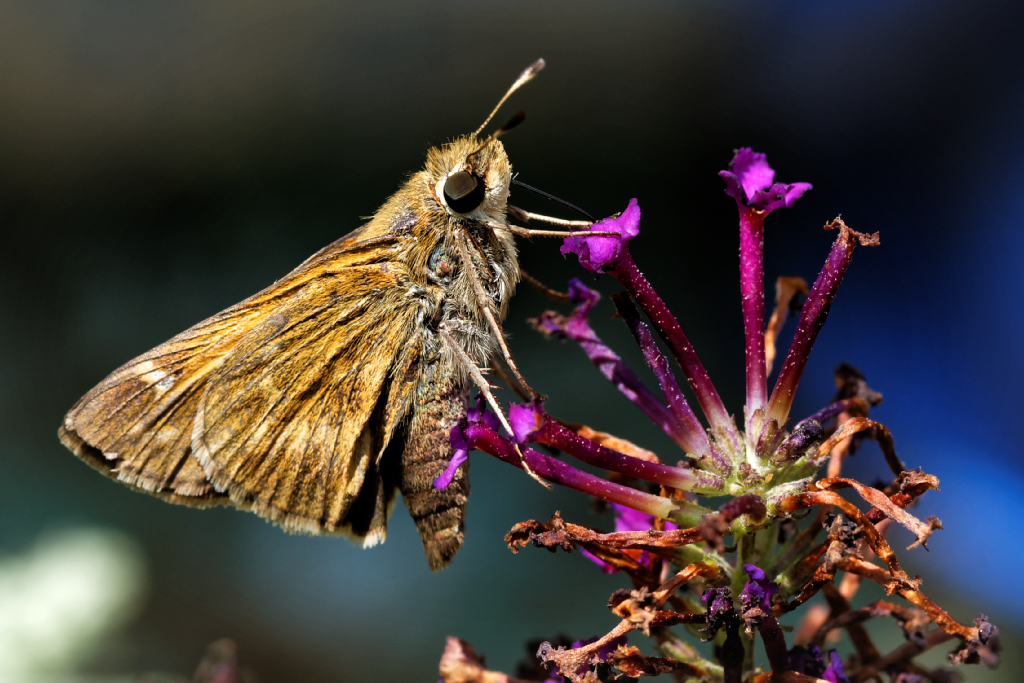 DSC_3031_DxO.jpg