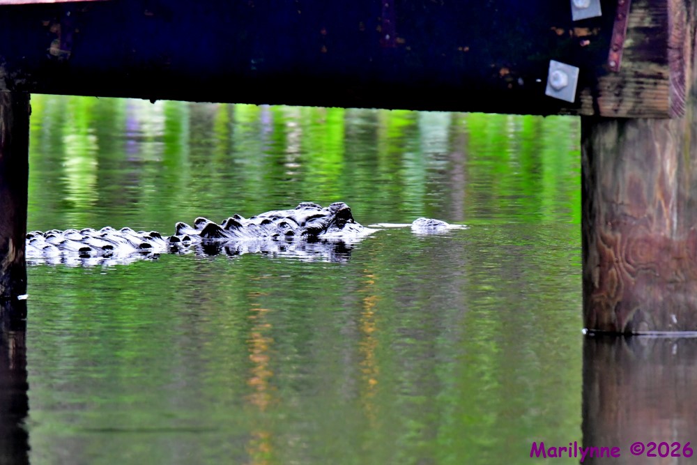 DSC_3032_001.JPG