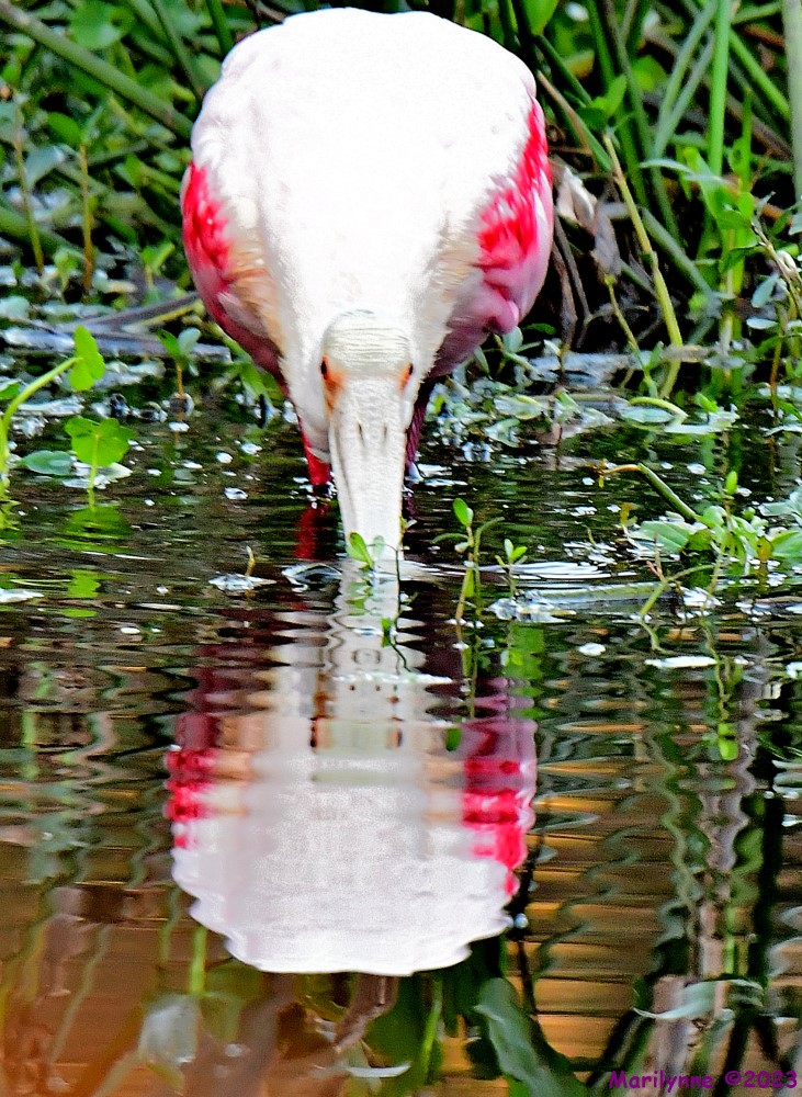 DSC_3033_001.JPG