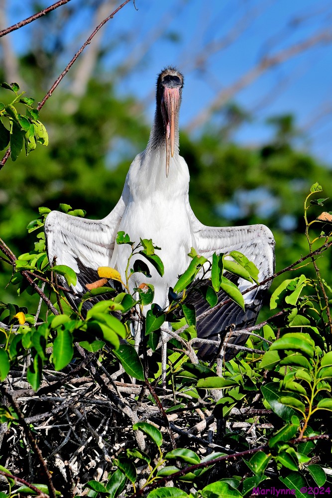 DSC_3033_001.JPG
