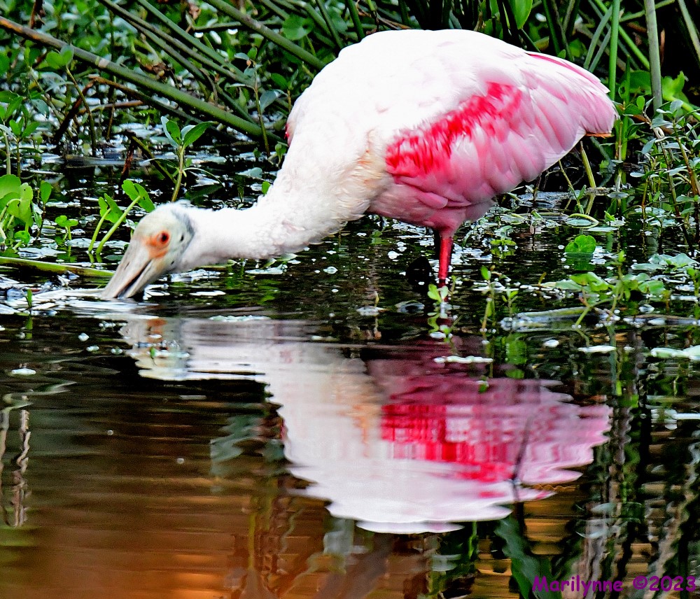 DSC_3036_001.JPG