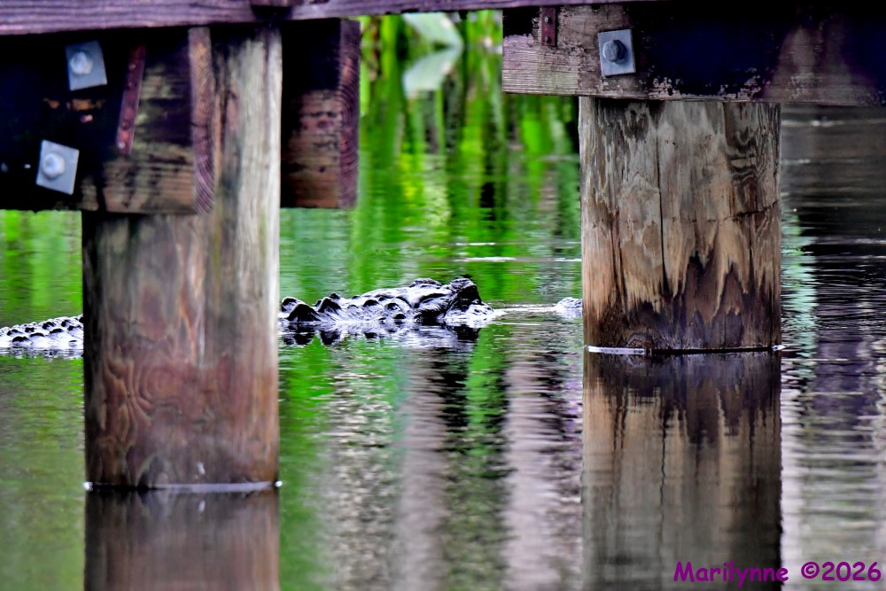 DSC_3037_001.JPG