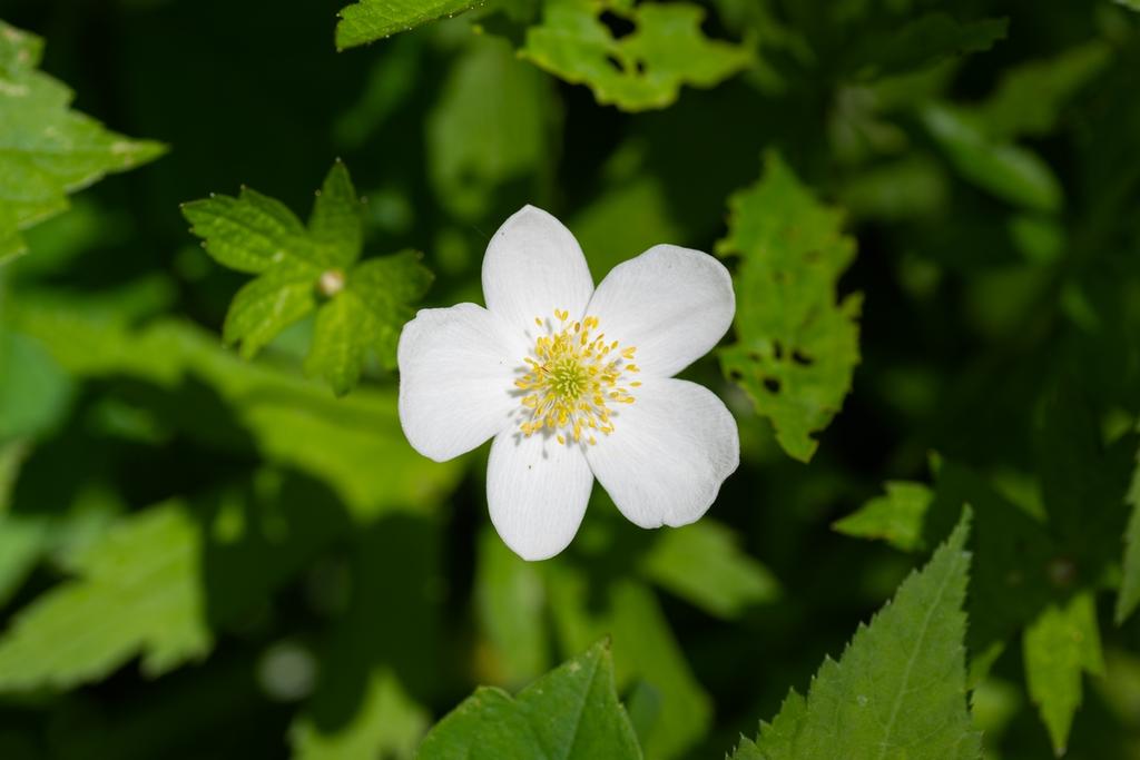 DSC_3038.jpg