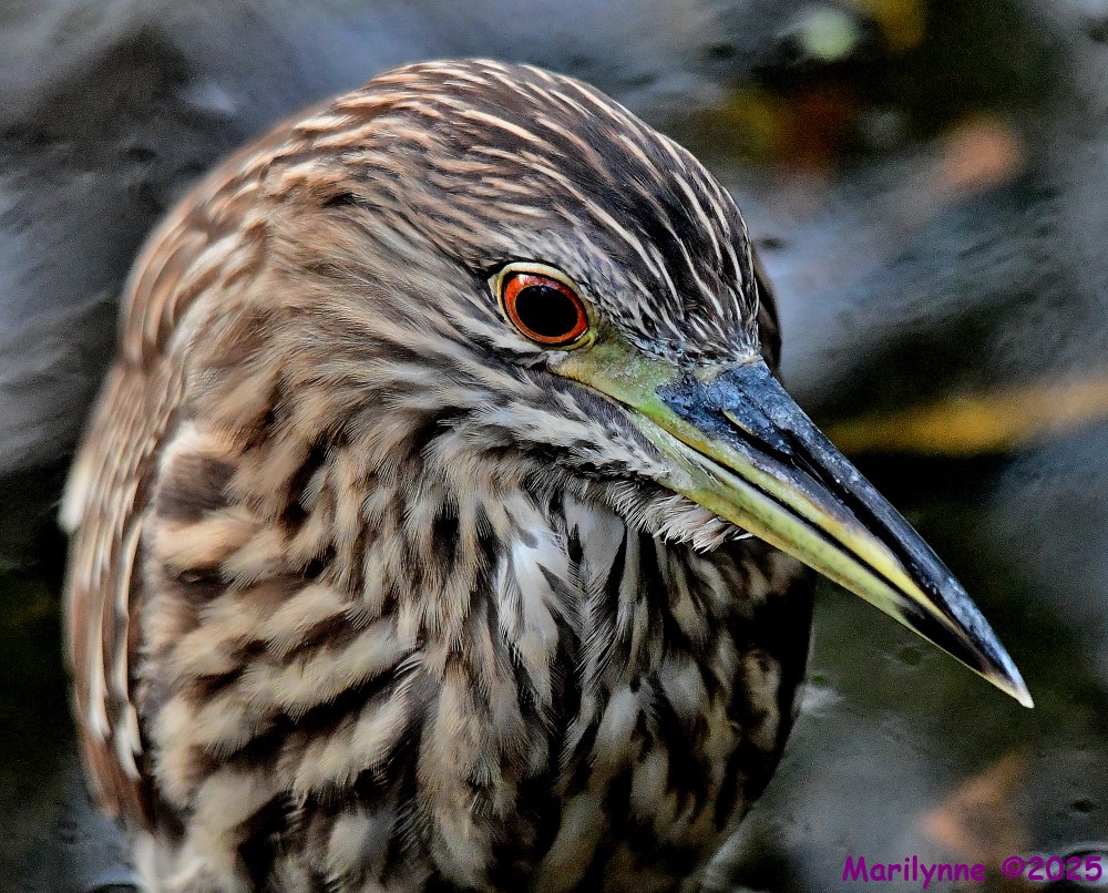 DSC_3038_001.JPG