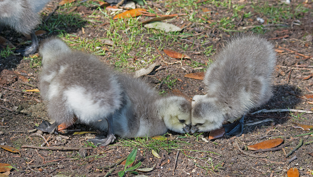 DSC_3039.jpg