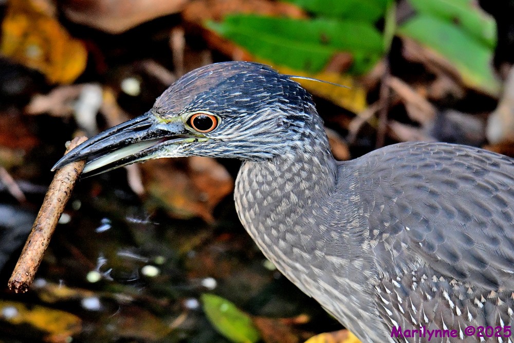 DSC_3041_001.JPG