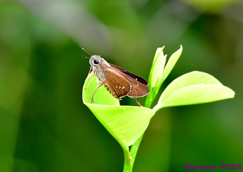 DSC_3041_001.JPG