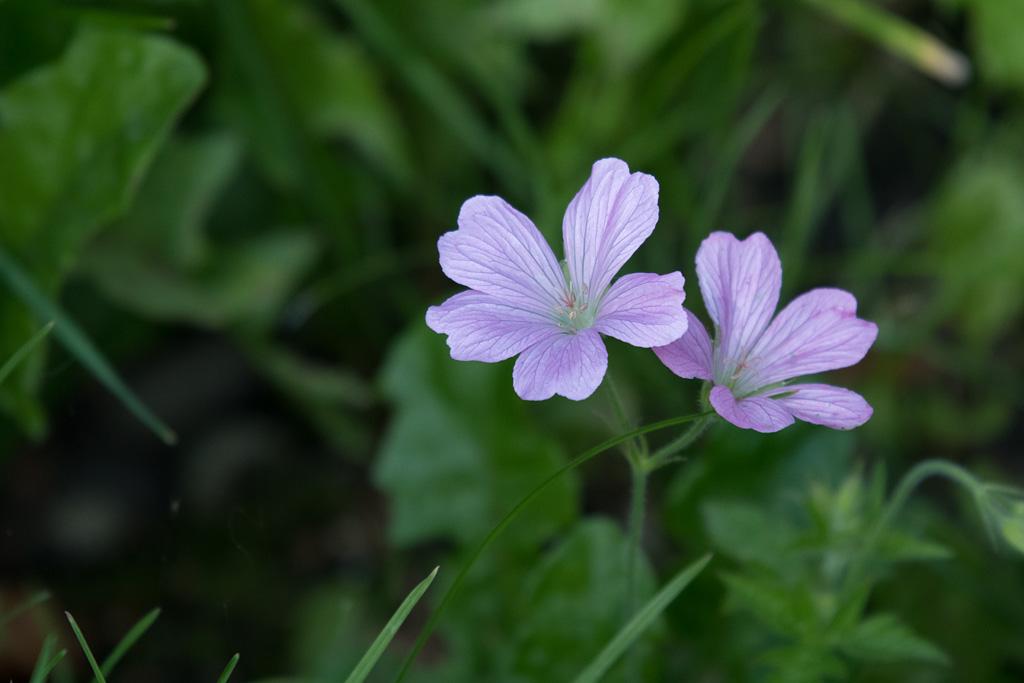 DSC_3043-f6.3.jpg